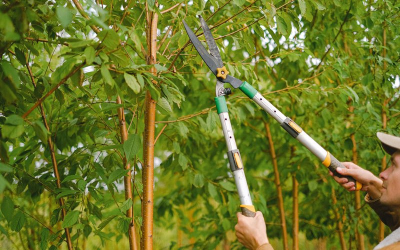 Tree trimming in Okauchee, WI