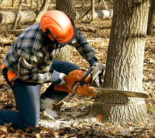 Tree Removal in Okauchee, WI